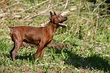 PINSCHER NAIN 102